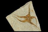 Ordovician Brittle Star (Ophiura) - Morocco #125356-1